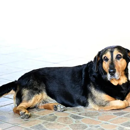 Apartma Cuk Apartment *