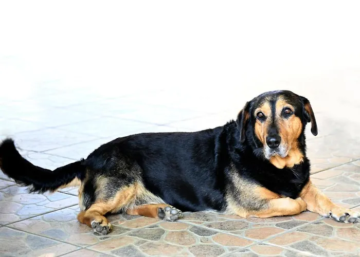 Apartma Cuk Apartment *